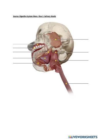 Salivary glands