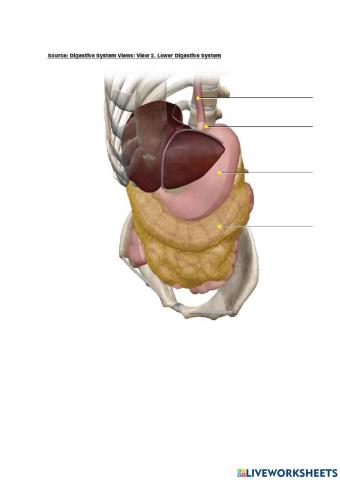 Lower digestive system