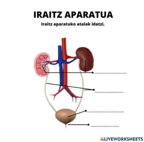 Iraitz apatua