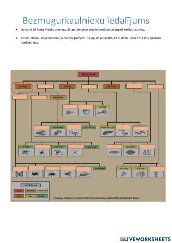 Bezmugurkaulnieku iedalījums