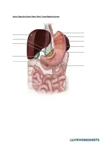 Complete lower digestive sytem