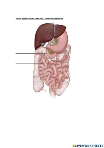 Parts of the lower system