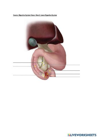 Part 2 of lower system