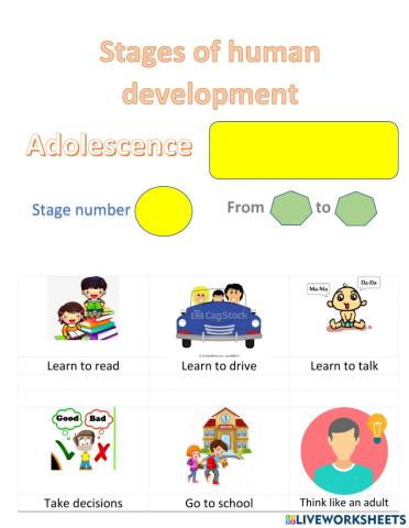 Stages of human deelopment