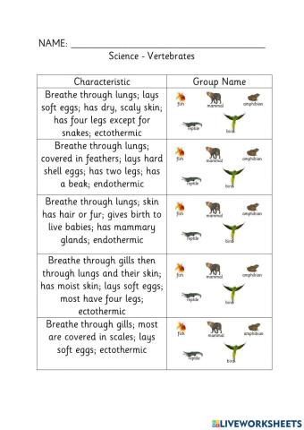 Which Vertebrate Is It?