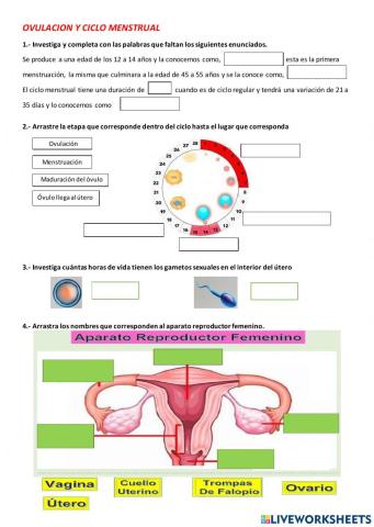 Ciclo menstrual y aparatos reproductores