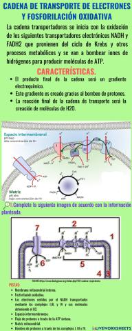 CADENA DE TRANSPORTE DE ELECTRONES Y FOSFORILACIÓN OXIDATIVA