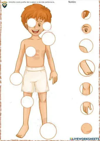 Partes del cuerpo humano