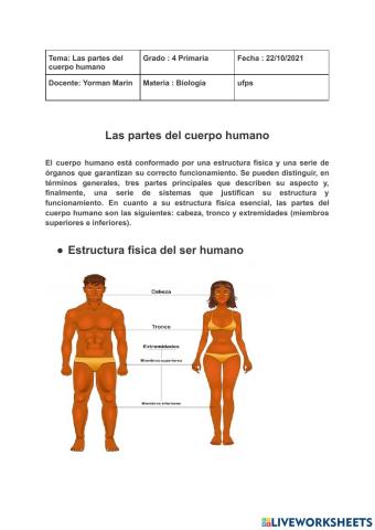 Partes del cuerpo humano