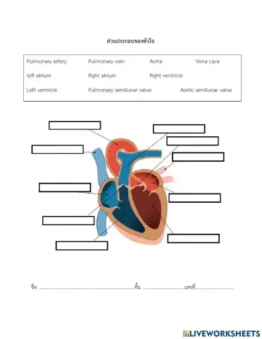 ส่วนประกอบของหัวใจ