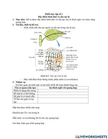 Đặc điểm cấu tạo của lá thích nghi với chức năng quang hợp
