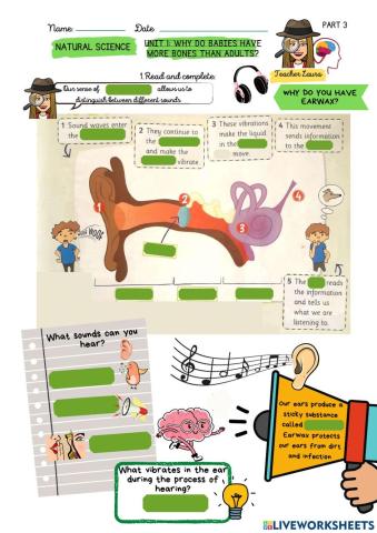 Unit 1: Why do babies have more bones than adults?