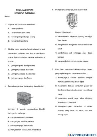 Penilaian Harian Struktur Jaringan Tumbuhan