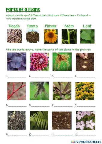 Parts of a plant