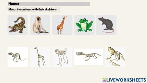 Animals skeletons