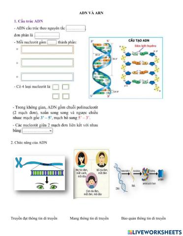 Ôn tập cấu trúc ADN và ARN