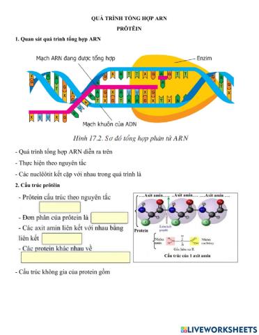 Ôn tập kiến thức quá trình tổng hợp ARN và protein