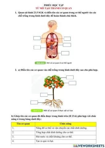 Bài 23. Tổ chức cơ thể đa bào