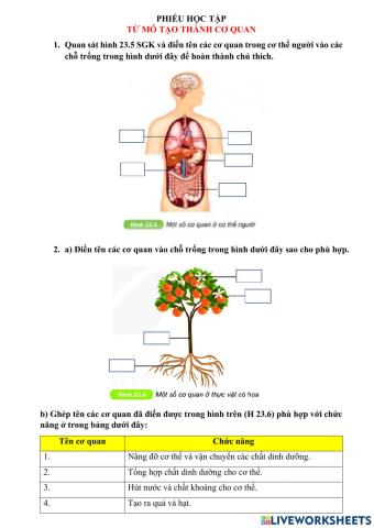 Bài 23. Tổ chức cơ thể đa bào