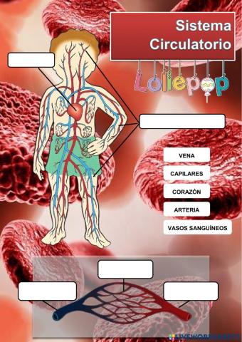 APARATO CIRCULATORIO