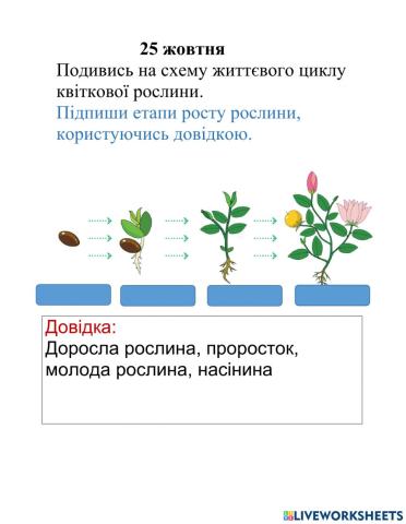 Життєвий цикл рослини