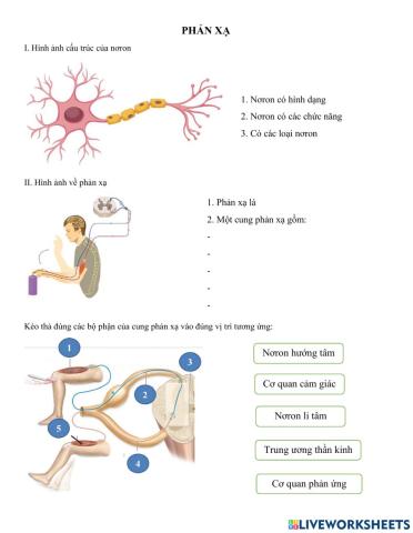 Ôn tập kiến thức phản xạ