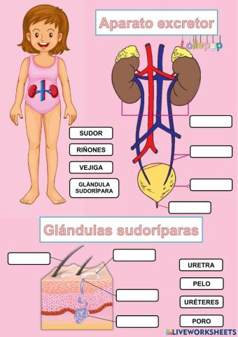 APARATO EXCRETOR Y GLÁNDULAS SUDORÍPARAS
