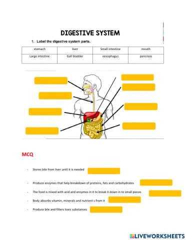 Digestive system