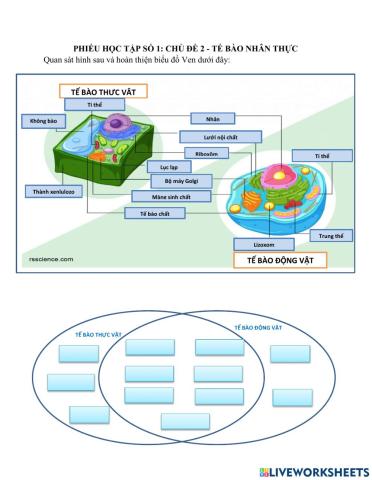 Phiếu học tập số 1: chủ đề 2 - tế bào nhân thực