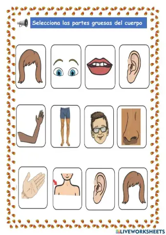 Partes Gruesas del cuerpo