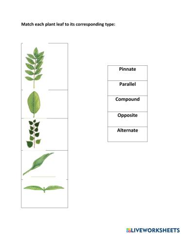 Types of leaves