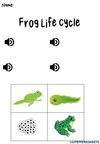 Frog life cycle