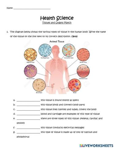 Tissues and Organs Match