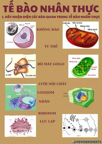 Sinh học 10. các bào quan của tế bào nhân thực