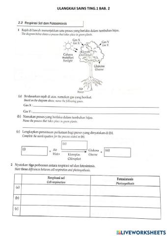 Respirasi sel dan fotosintesis