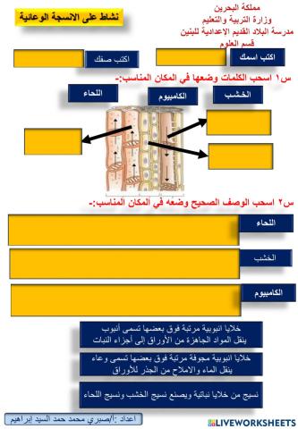 الانسجة الوعائية