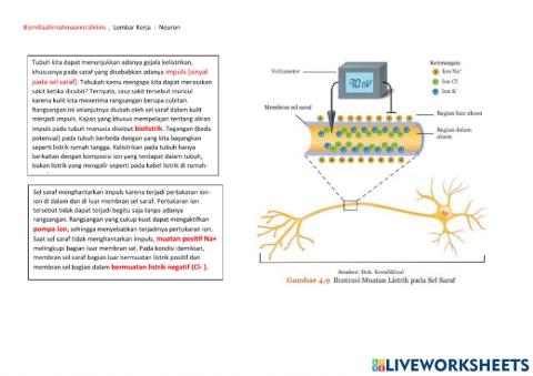 Neuron Cell