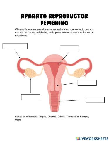 Aparato reproductor masculino y femenino