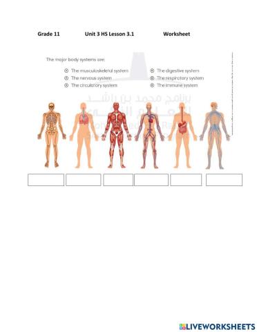 Major Body Systems