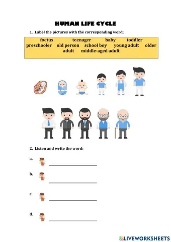 Human Life Cycle