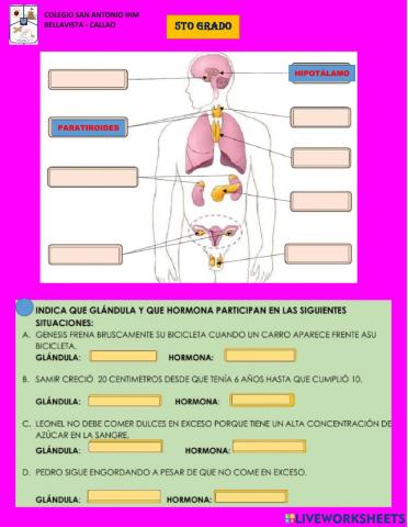 Sistema endocrino