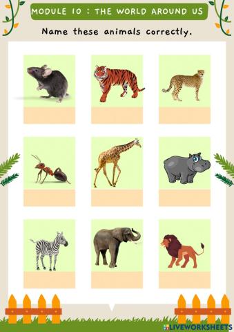 Name the Animals worksheet