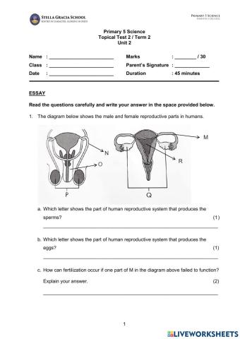 P5- Human Reproduction System