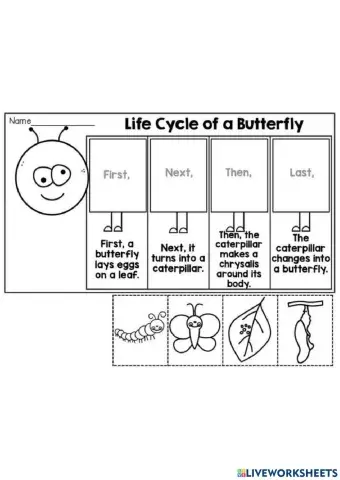 Butterfly and plant life cycle
