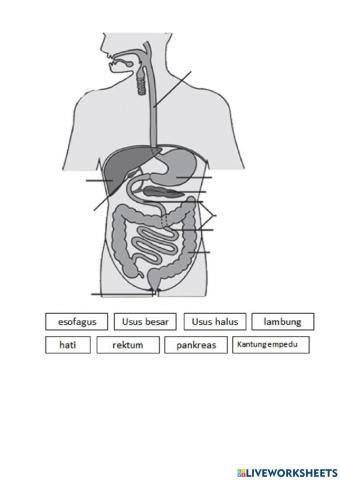 LKPD Sistem pencernaan