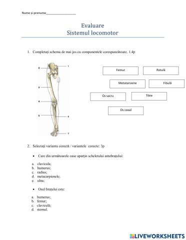 Evaluare - sistemul locomotor