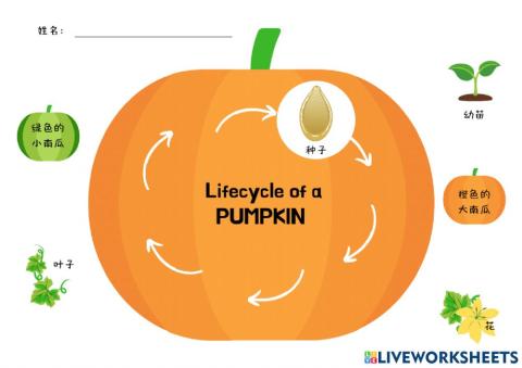 南瓜的生长过程