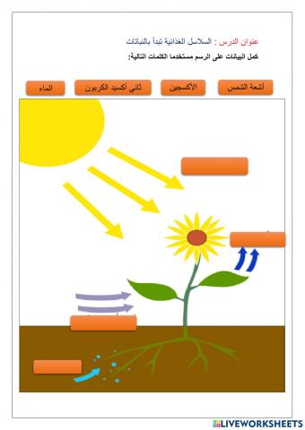 السلاسل الغذائية تبدأ بالنباتات