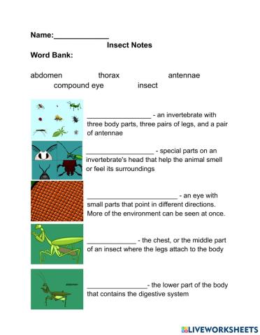 Insect notes