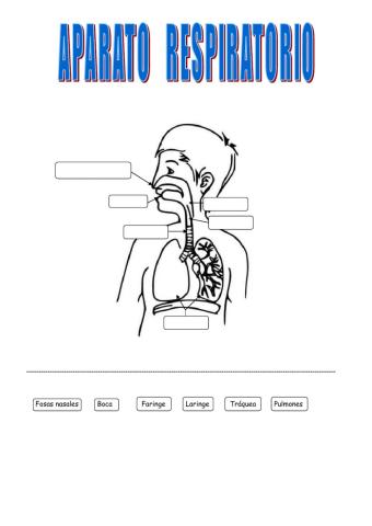 Aparato respiratorio